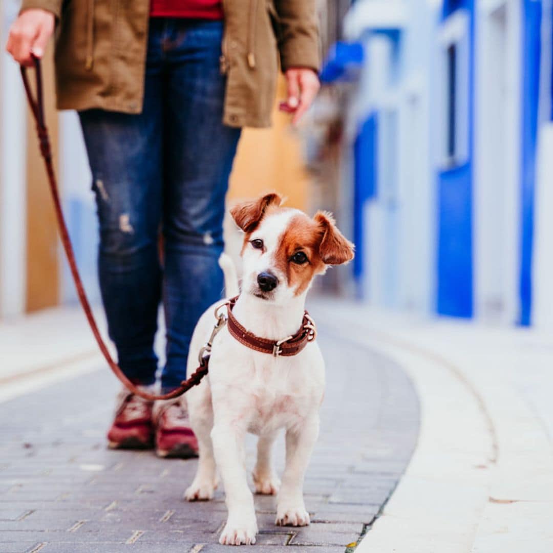 Garrapatas, pulgas y otros peligros para tu mascota en primavera