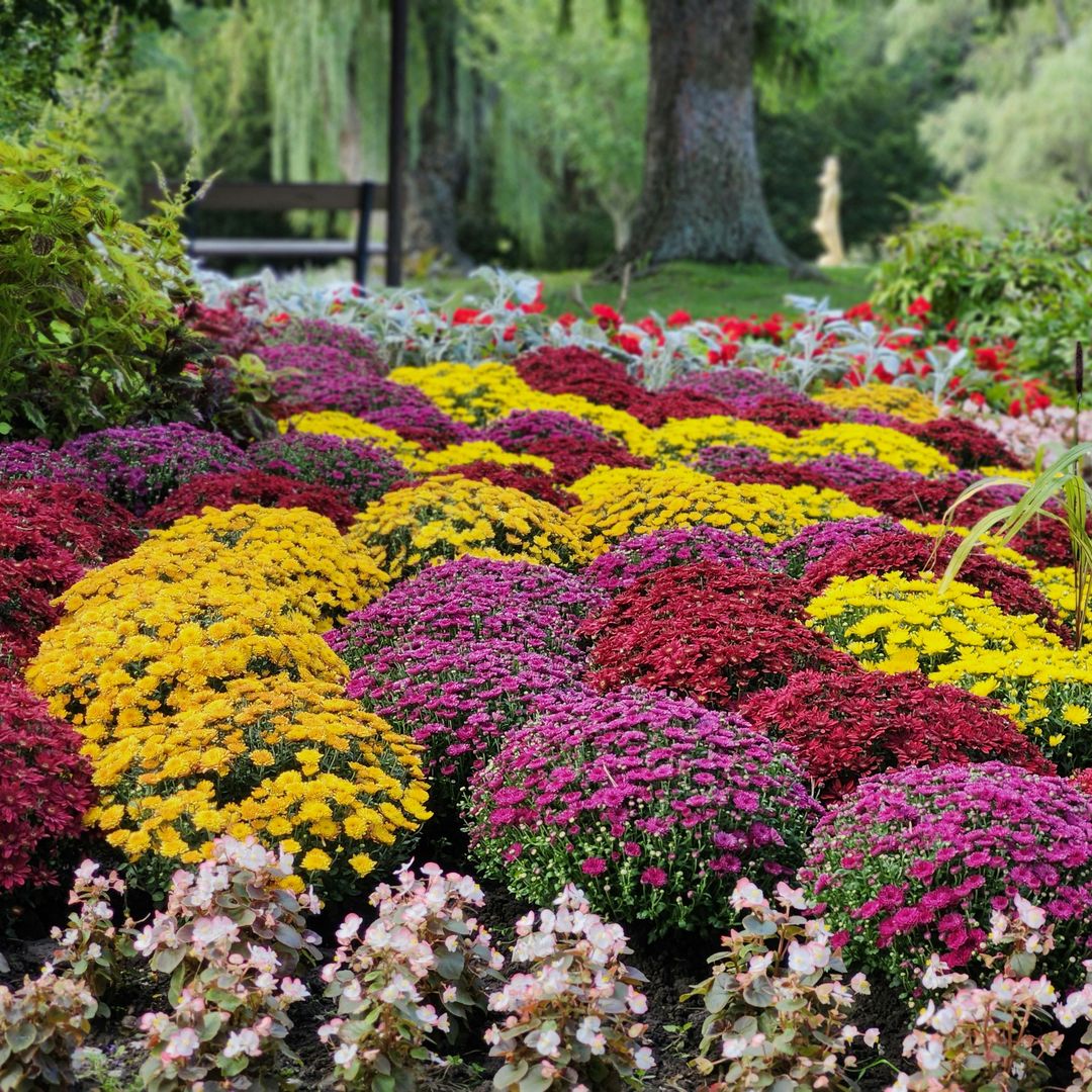 ¡Color y vida en tu jardín durante las 4 estaciones del año! Descubre cómo