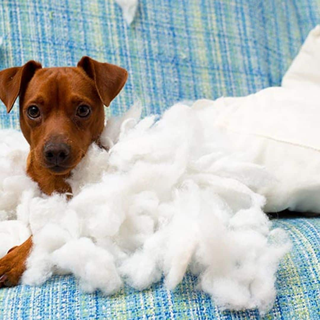 Si tu perro destroza la casa cuando te vas podría sufrir ansiedad