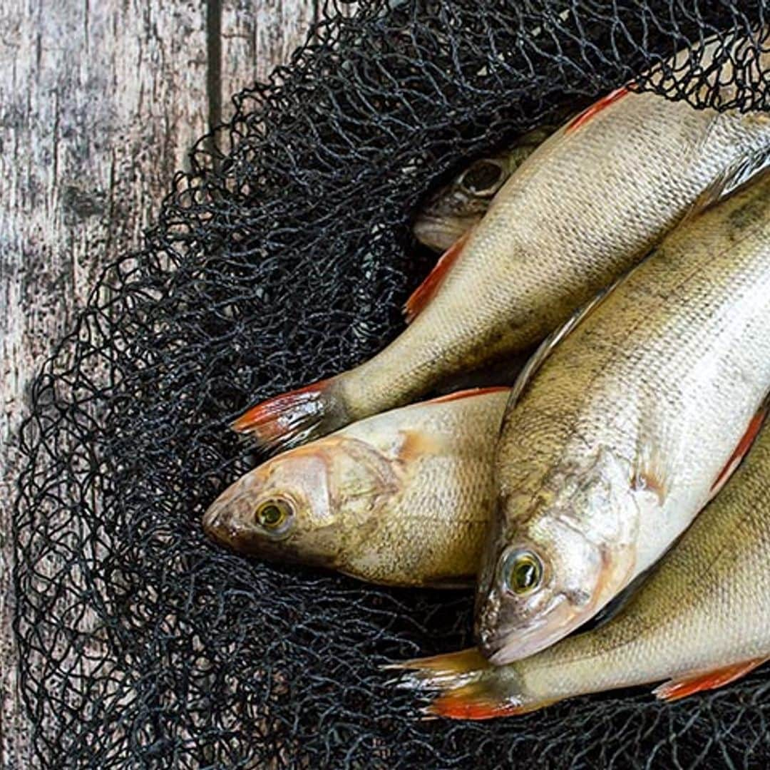 ¿Pueden sufrir los peces al ser capturados?