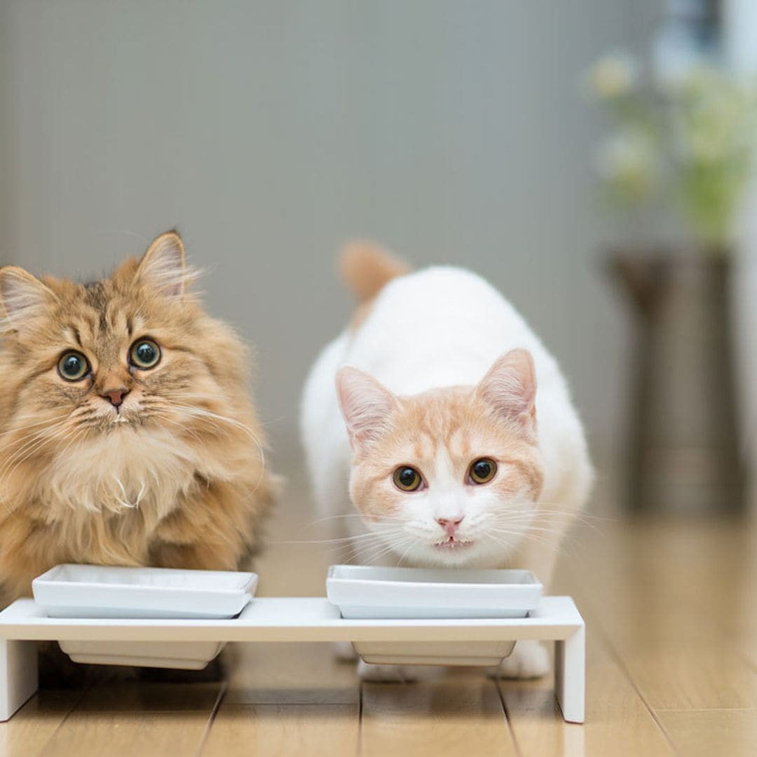 Mi gato no quiere comer su comida, ¿cuáles son las causas?