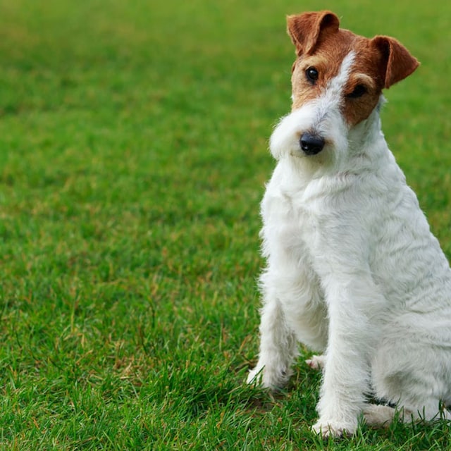 fox terrier 1t