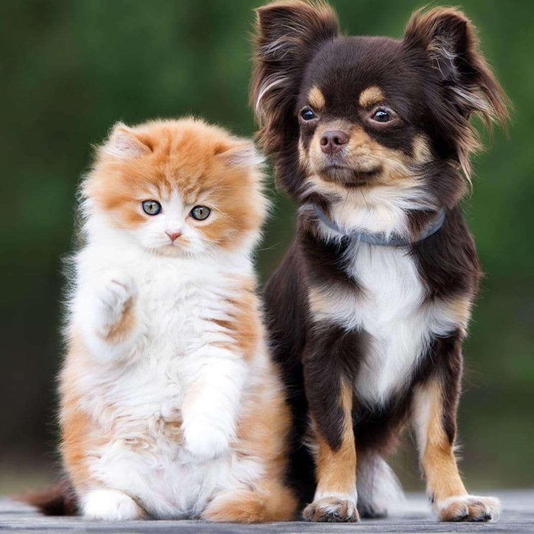 Razas de perros con una personalidad muy gatuna