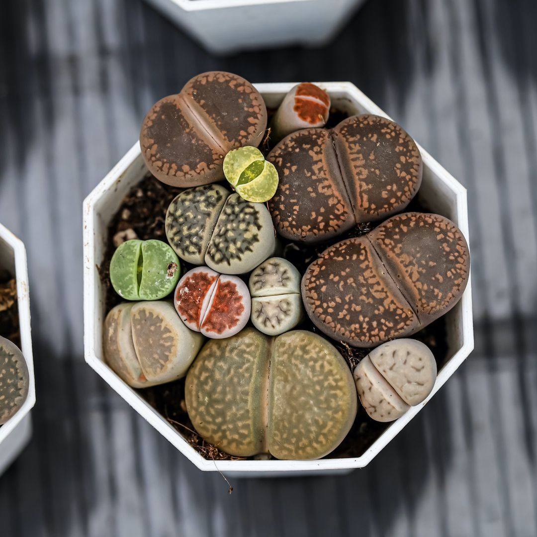 Piedras vivas o 'lithops': las suculentas con el mejor y más asombroso camuflaje