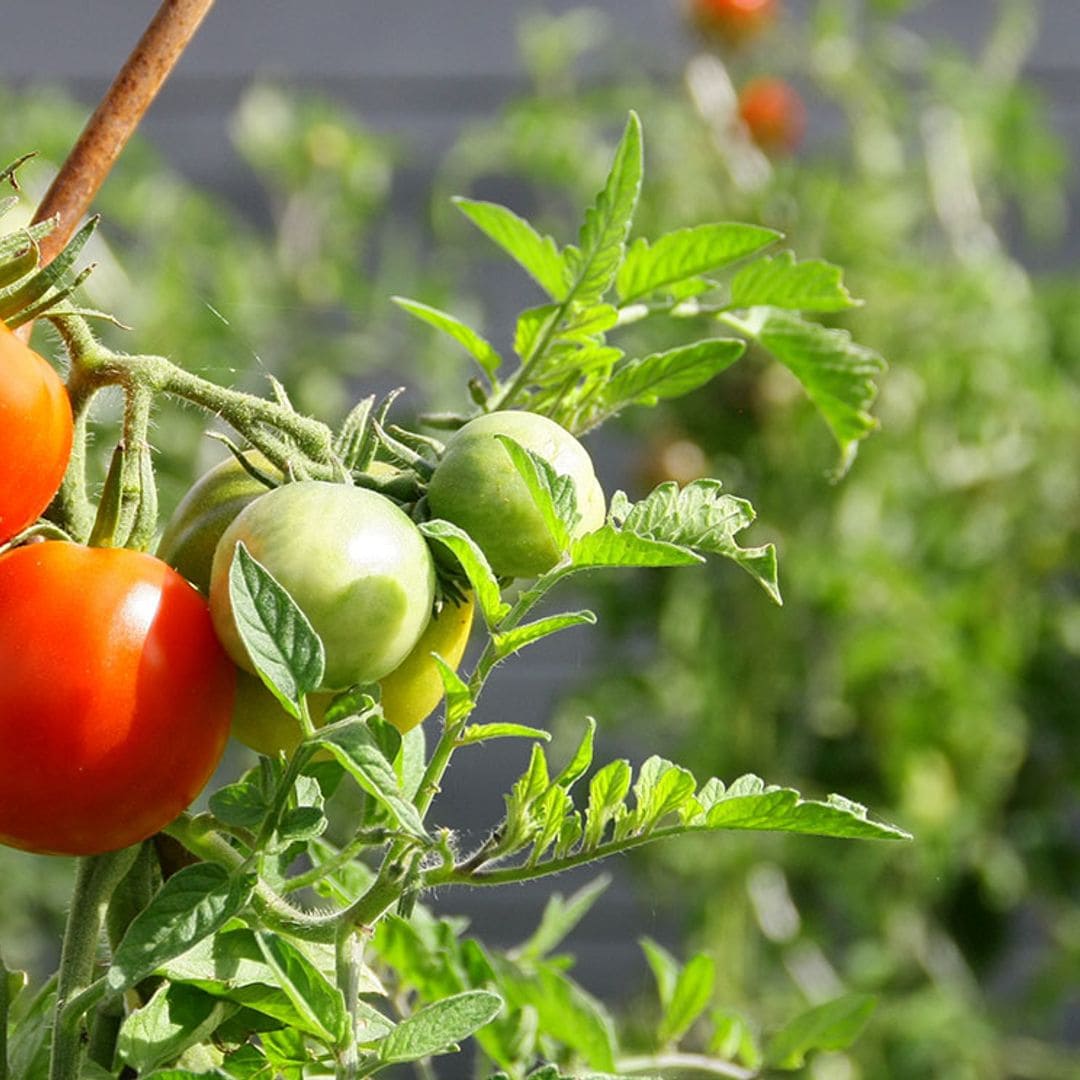 cultivar plantas tomateras