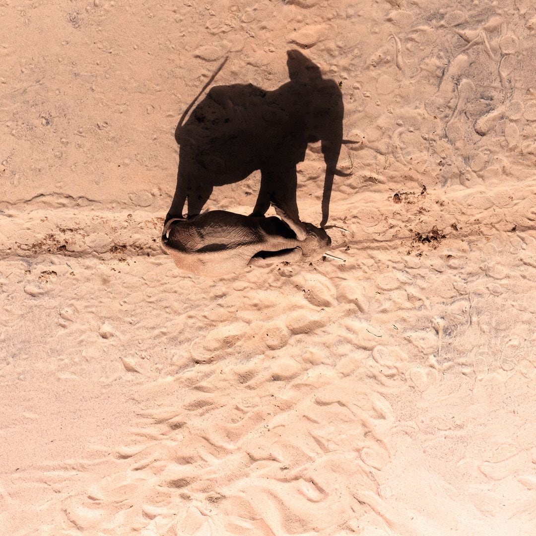 En imágenes: Majestuosas sombras, a la vista de pájaro, en las arenas del desierto