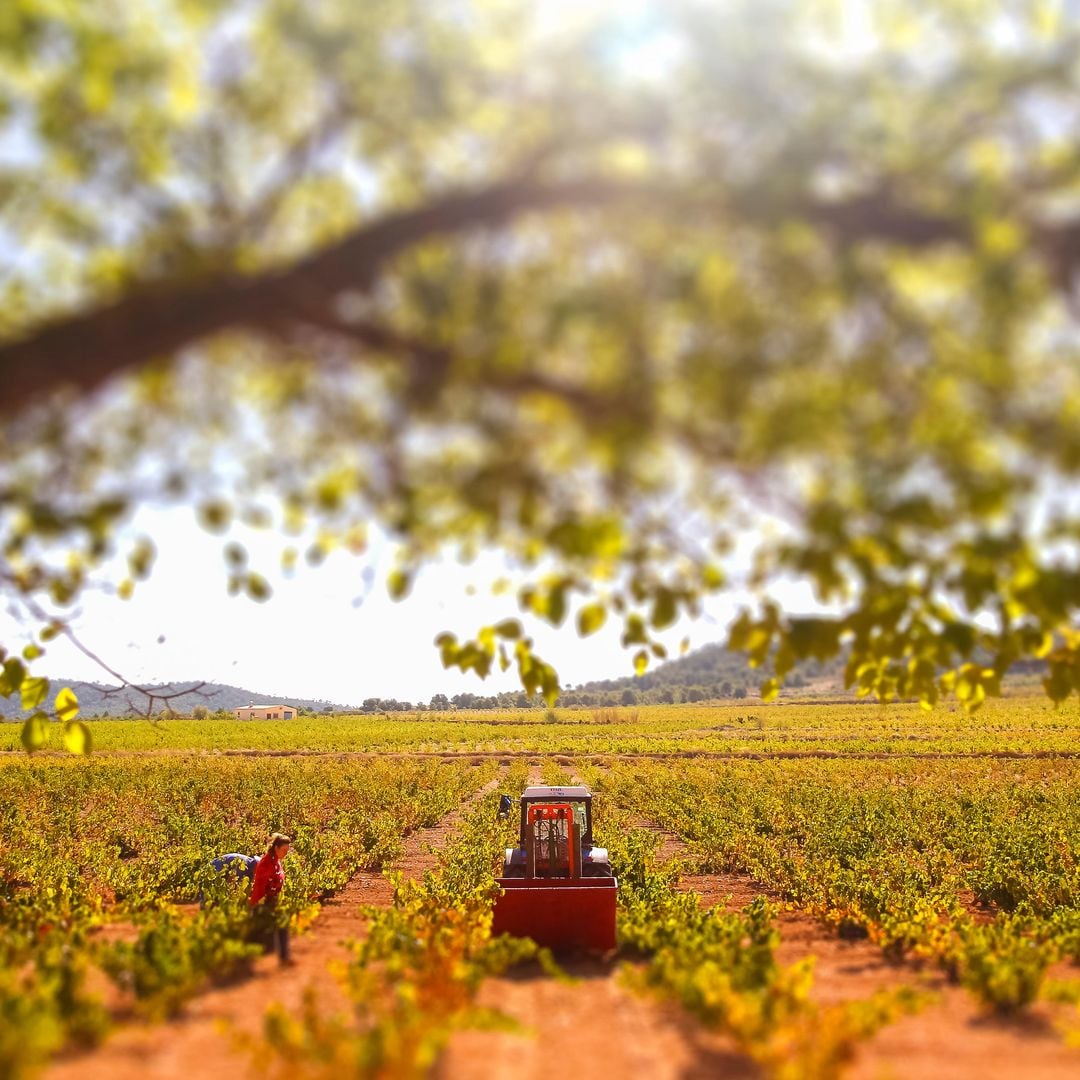 Viñedos de Jumilla, Murcia