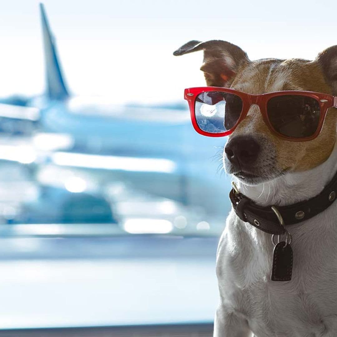 Consejos para viajar en avión con tu perro