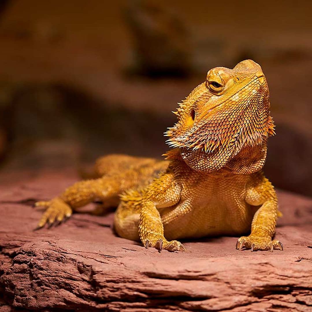 No es una iguana sino un dragón barbudo (y se está poniendo de moda)