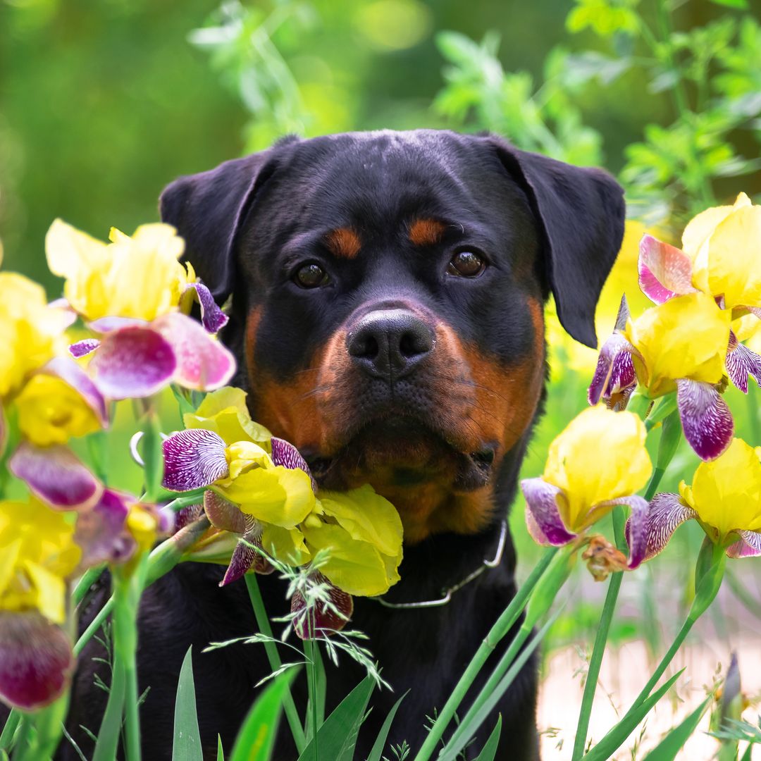 Jardín ‘pet friendly’: cómo diseñar un espacio exterior duradero, lúdico y seguro para mascotas