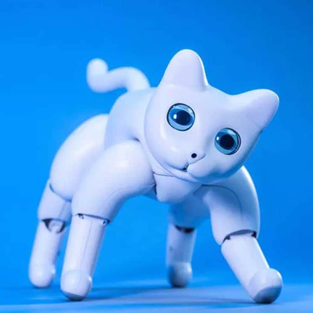 El gato robótico 'MarsCat', ¿la mascota del futuro?