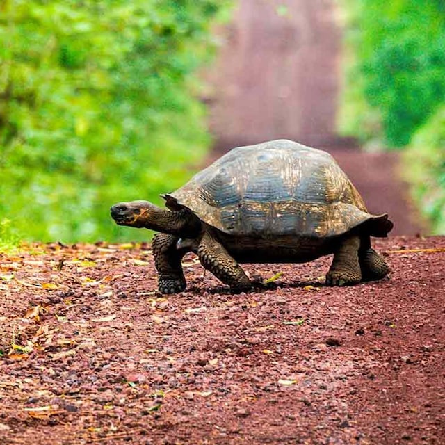 animales mayor longevidad del planeta