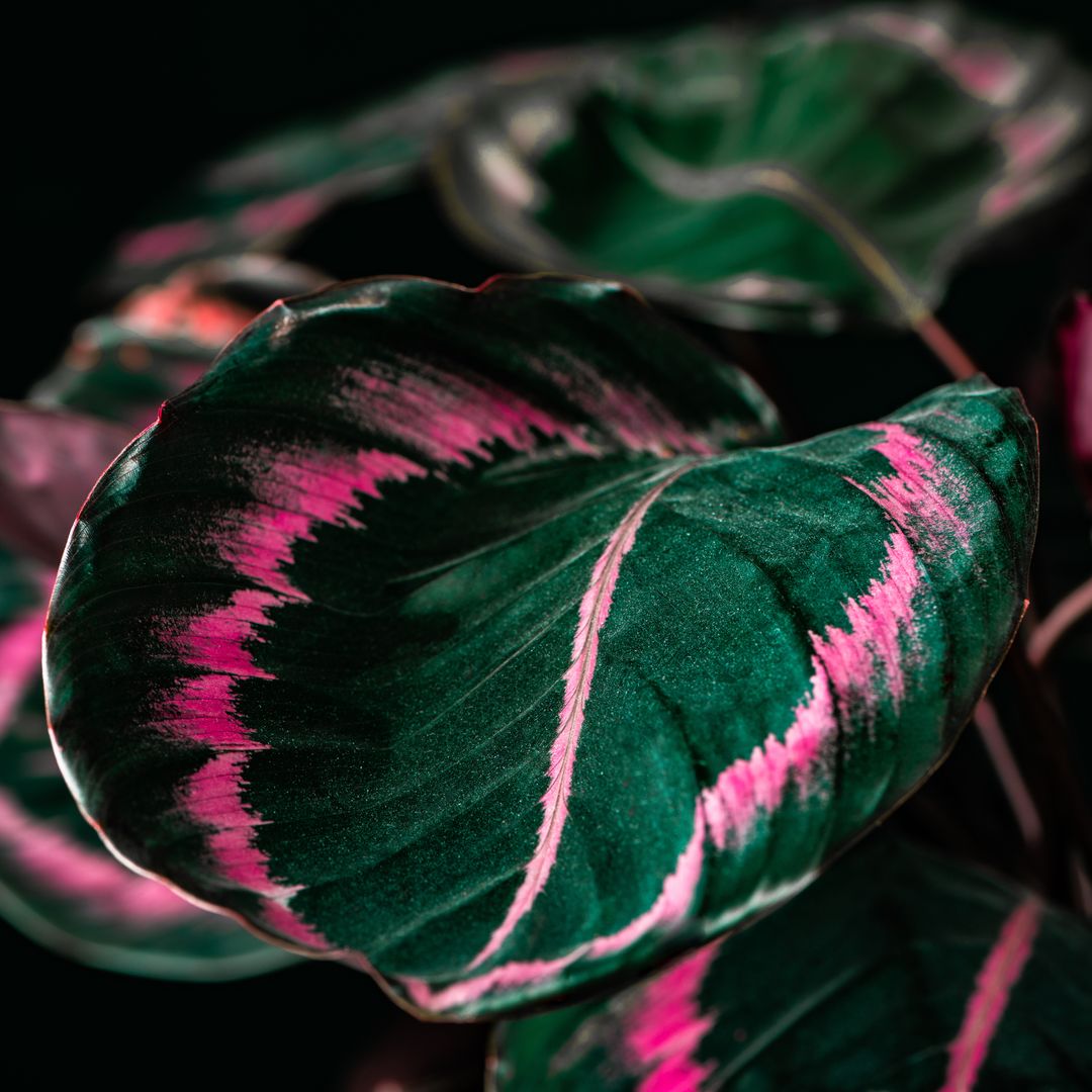 Calathea: todo lo que necesitas saber para mantener esta exuberante planta en tu casa