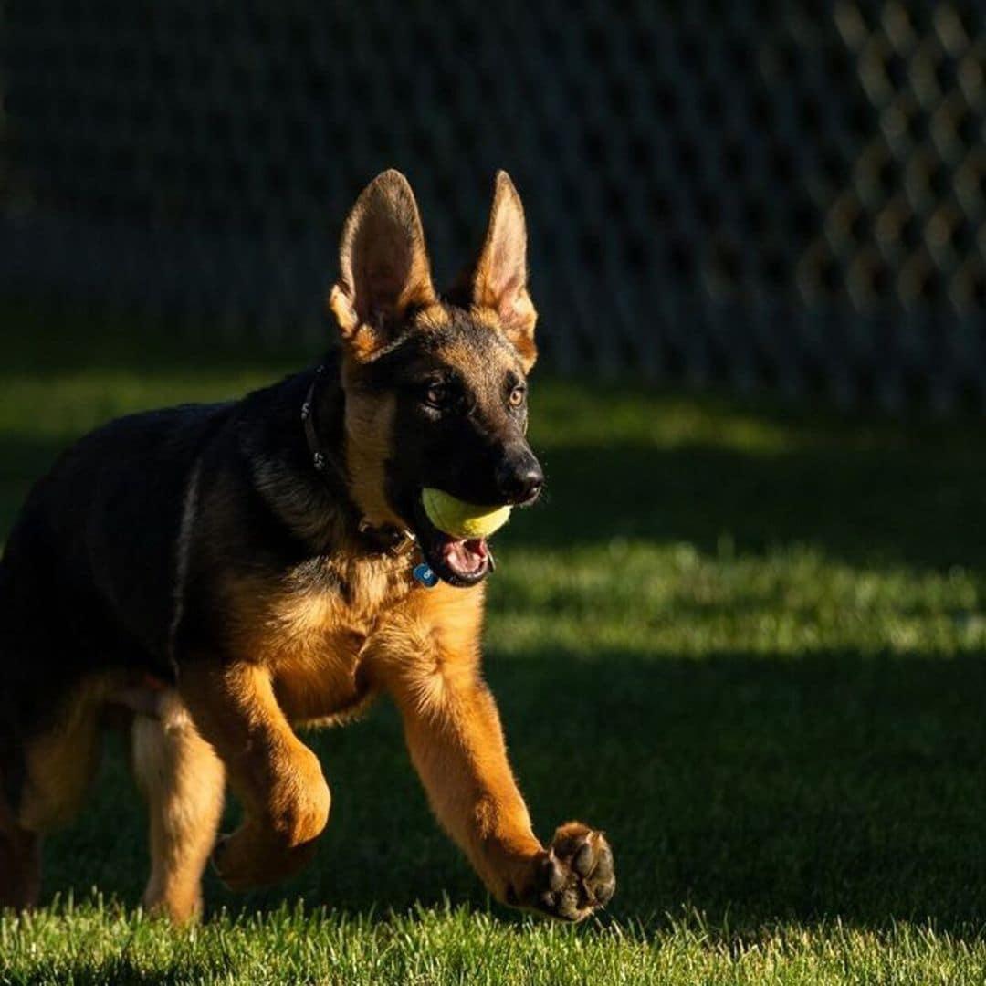 Te presentamos al nuevo y tierno cachorro de la Casa Blanca: ‘Commander’