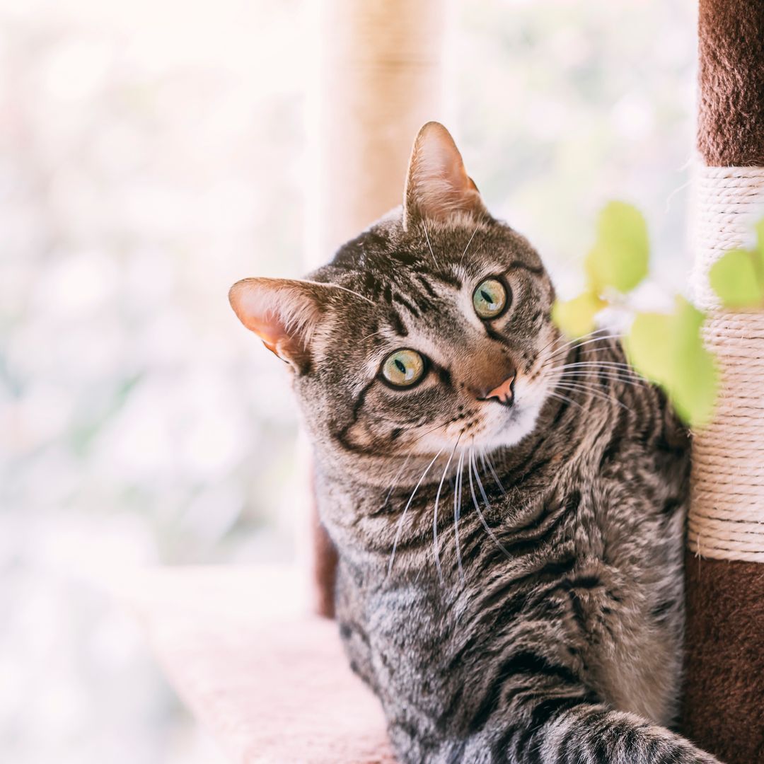 Top de rascadores para gatos: mima a tu felino al tiempo que proteges tus muebles