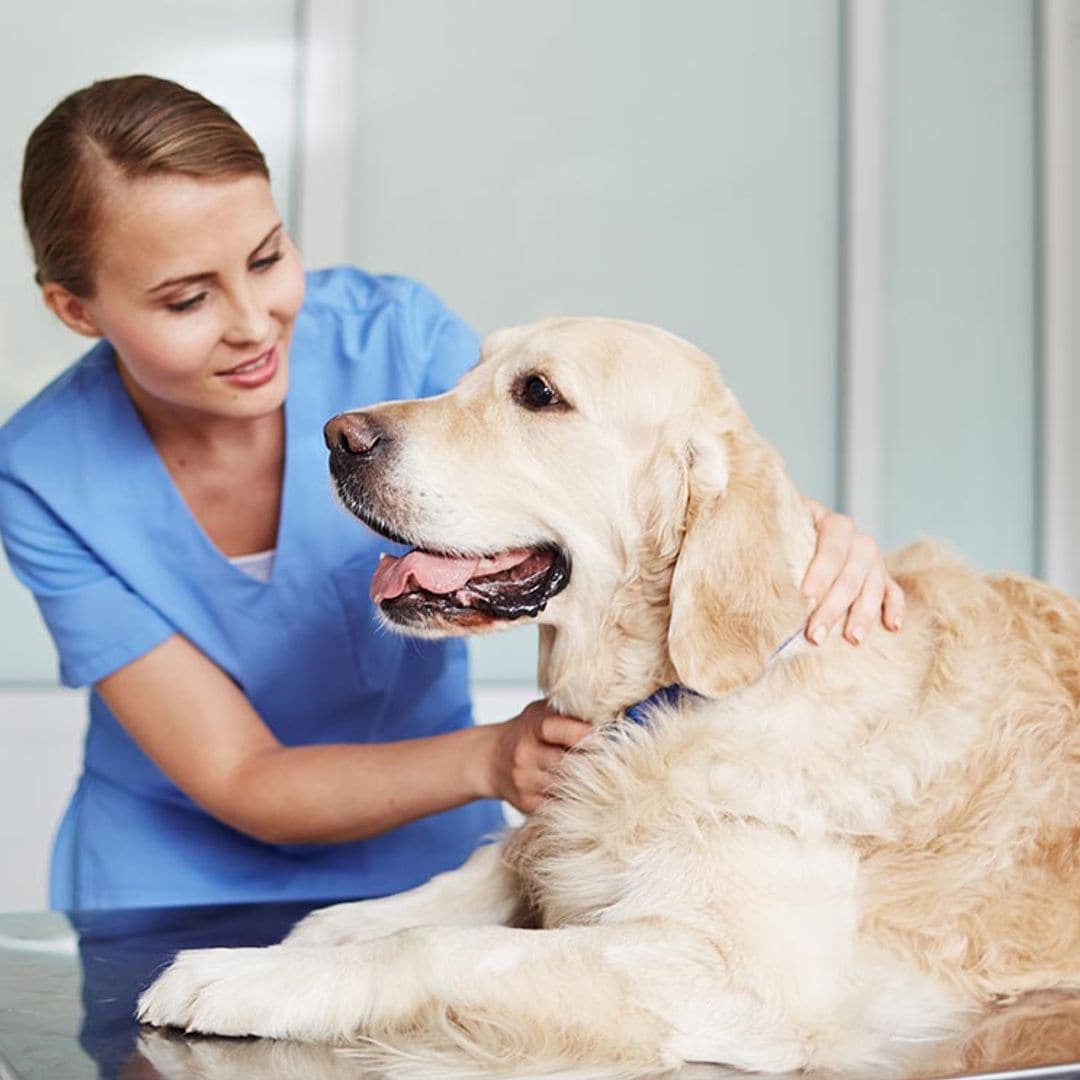 Así funciona el microchip de las mascotas