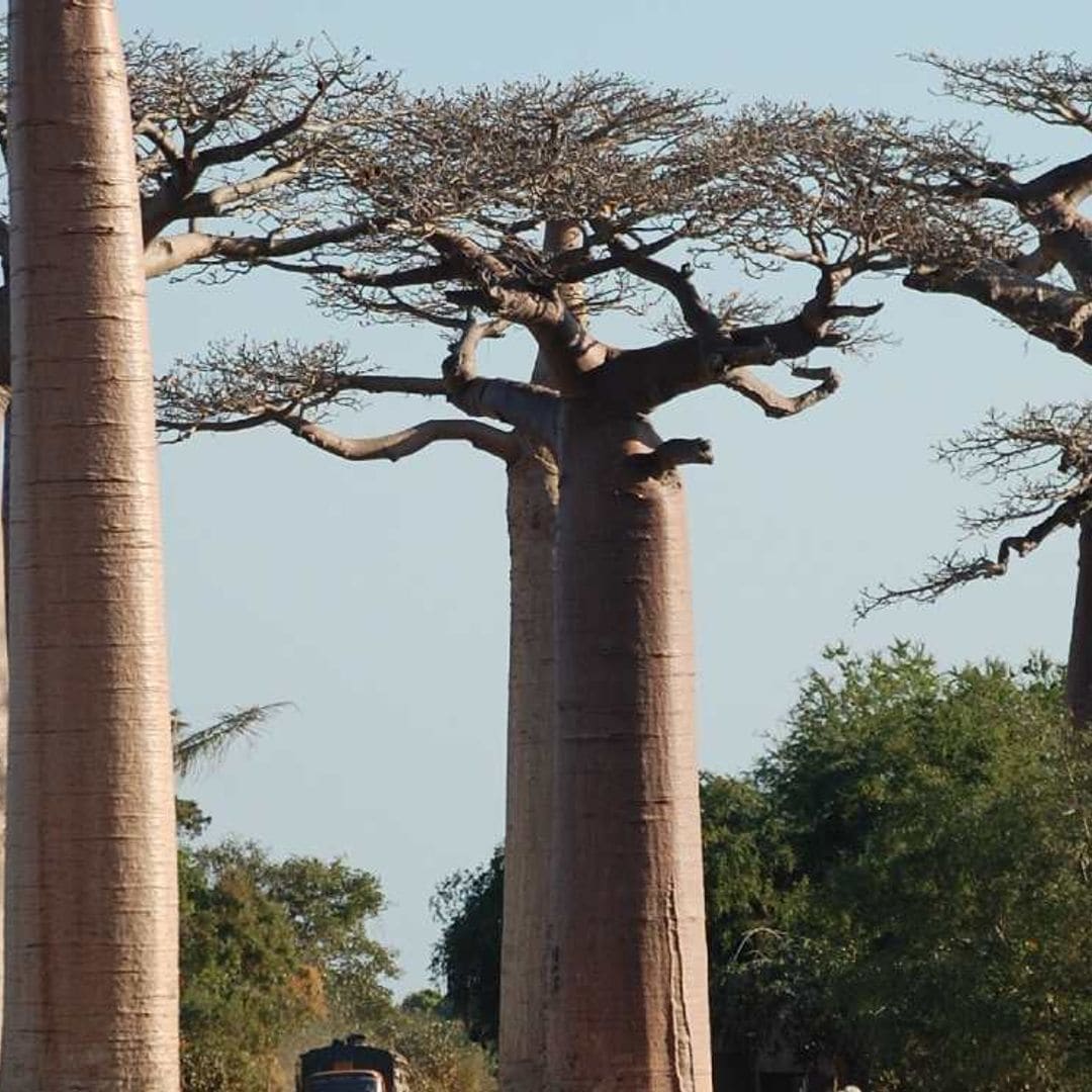 Baobab, beneficios en la salud