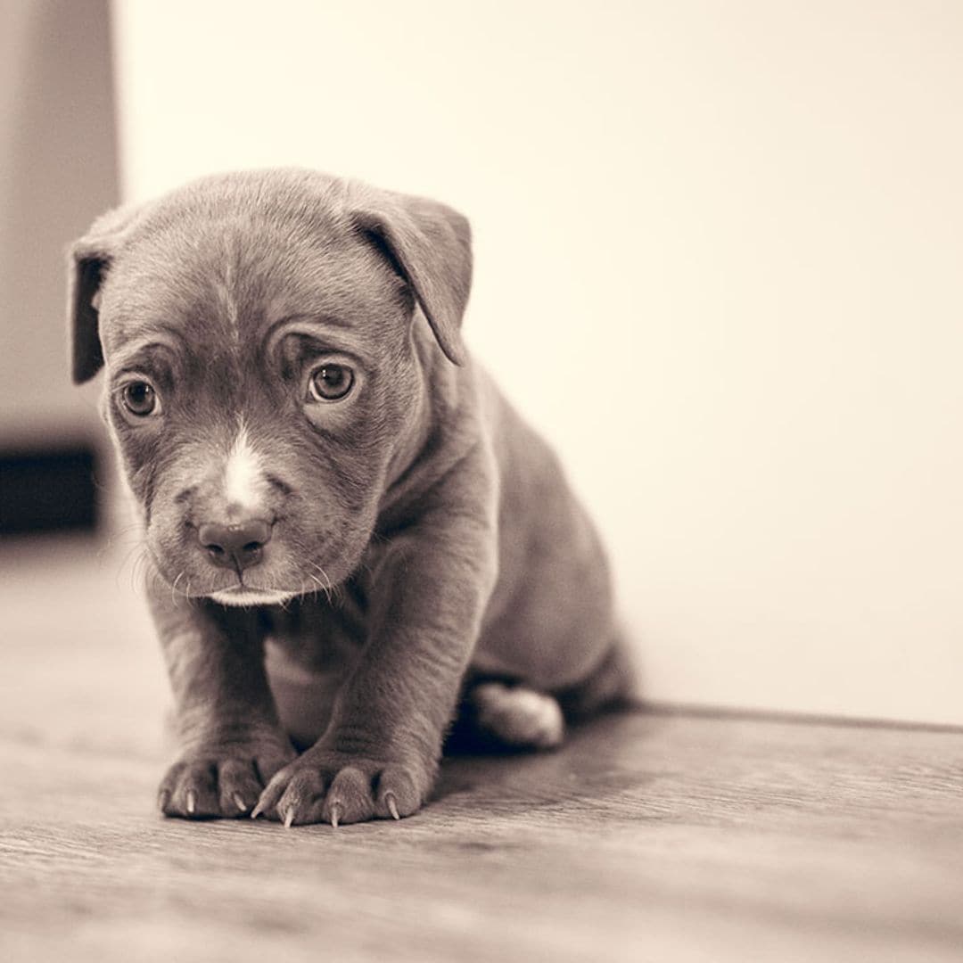 ¿Tu cachorro recién llegado no para de gemir por las noches?