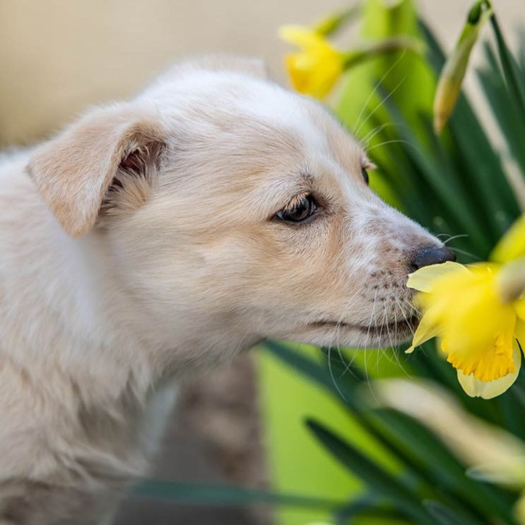 Consejos y trucos para acabar con el olor intenso de tu perro