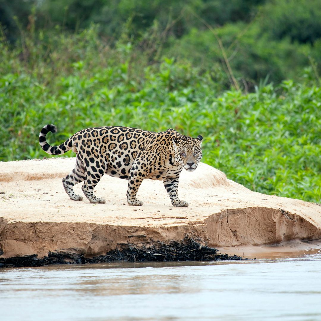 Jaguar en el Pantanal, Brasil