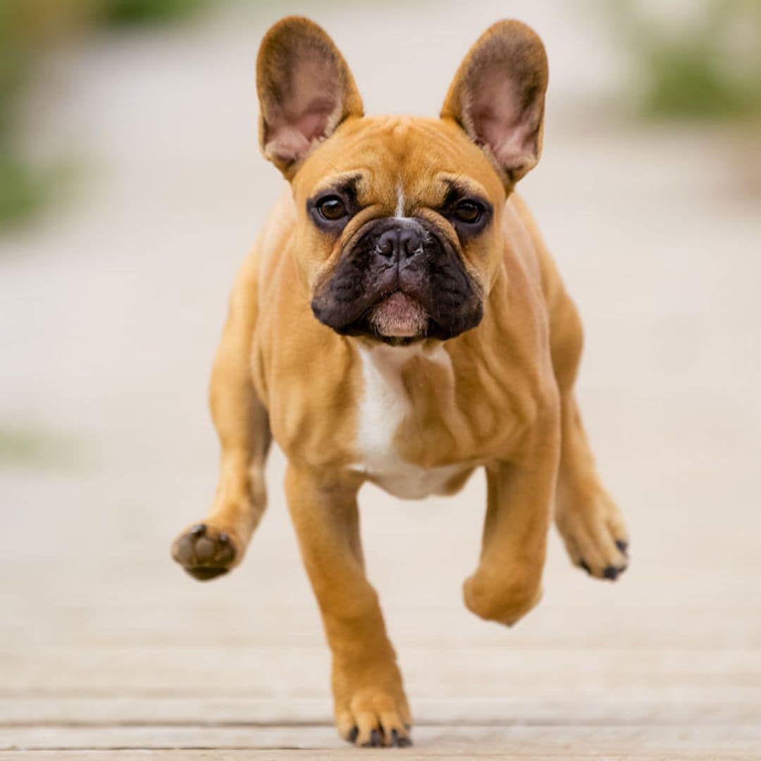 El bulldog, la raza de perro que conquistará tu corazón