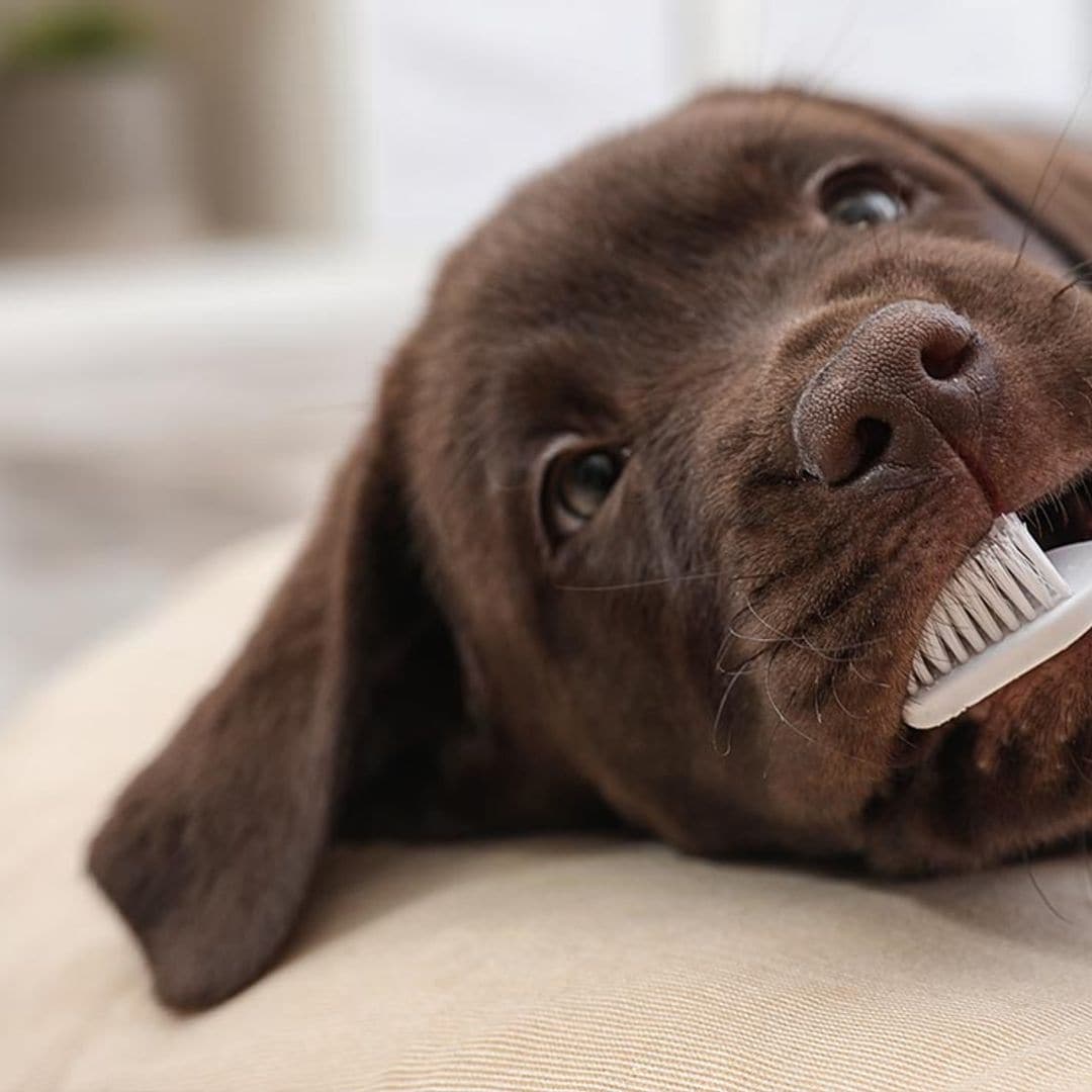 Cómo cuidar la salud dental de tu perro