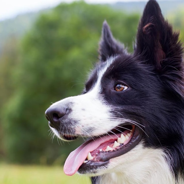 border collie