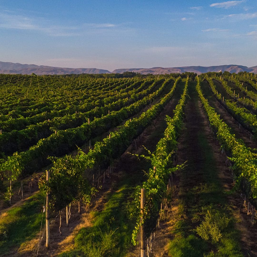 Todo lo que debes saber sobre la fiesta del vino en México