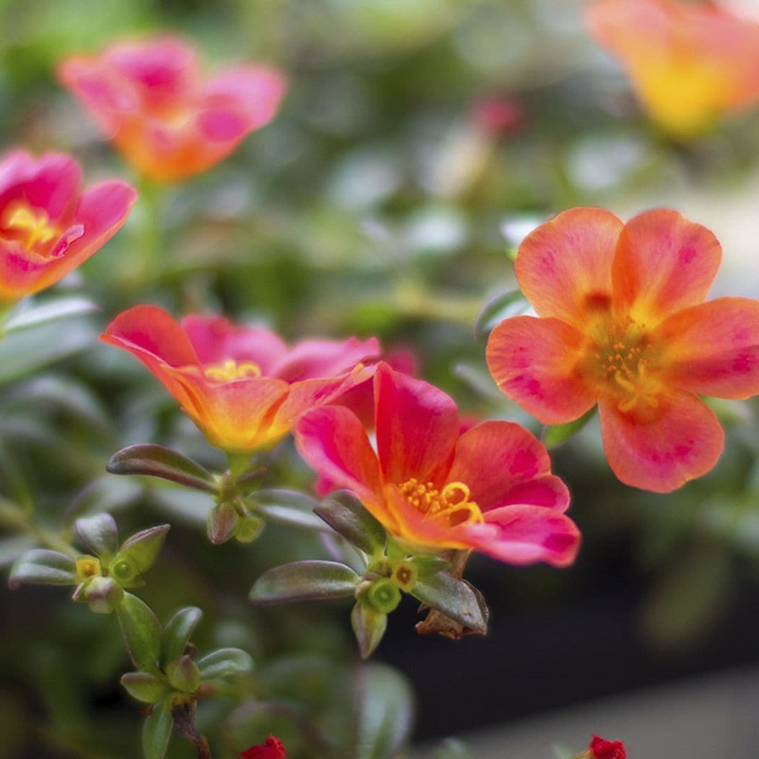 Cómo cuidar la portulaca o flor de seda, la suculenta con las flores más espectaculares