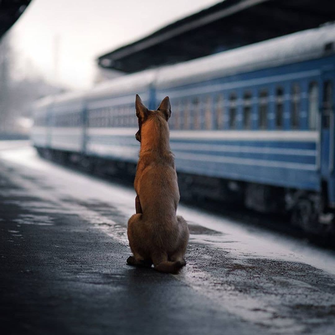 Esta Navidad viajar en alta velocidad con tu perro de más de 10 kilos es posible