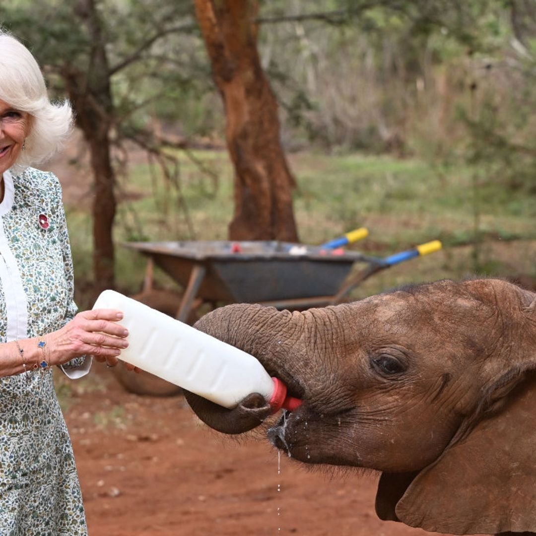 Las imágenes más simpáticas de la reina Camilla dándole el biberón a un elefante en su viaje a Kenia