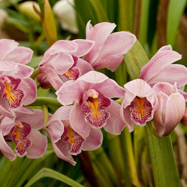 cuidados dendrobium