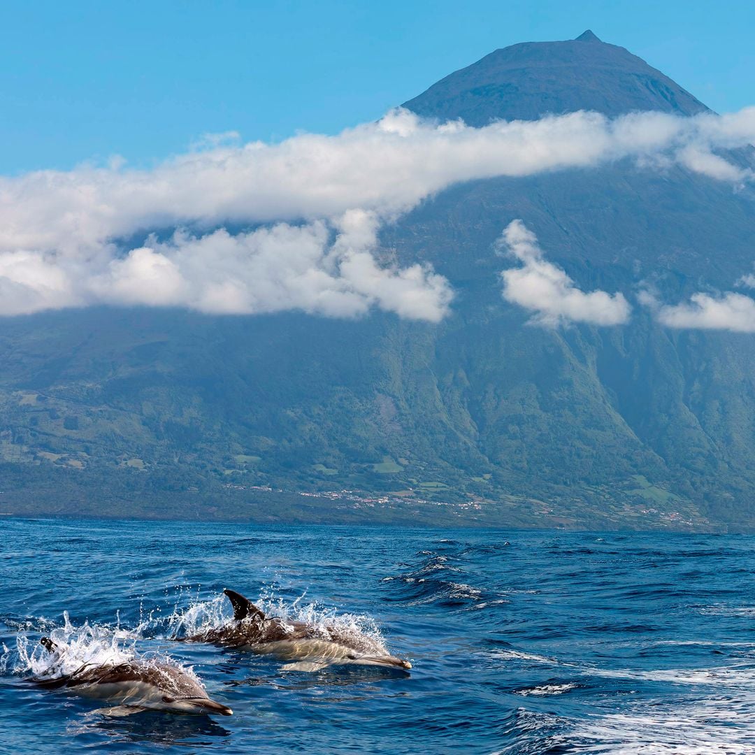 Avistamiento de delfines en las islas Azores con el volcán Pico de fondo, Portugal