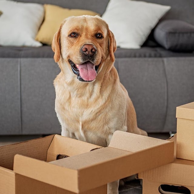 consejos hacer mudanza perro gato