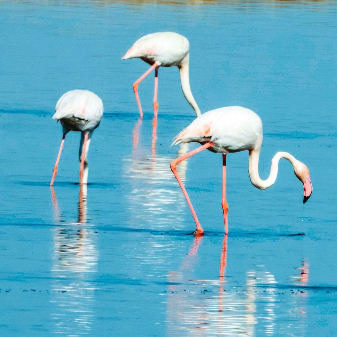 Flamencos en las Marismas del Odiel.