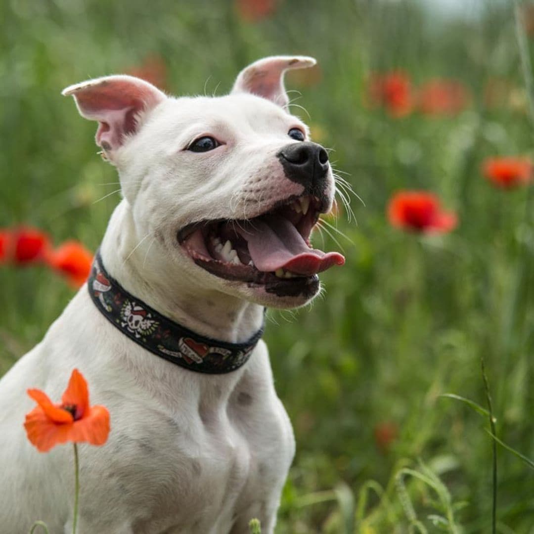 Llega el fin de la etiqueta ‘Perro Potencialmente Peligroso’