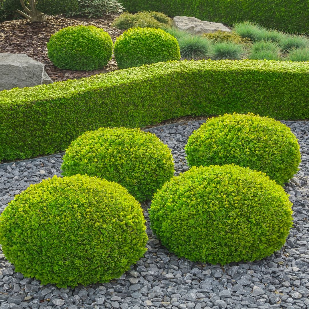 Estos son los cuidados que necesita el boj para lucir espectacular en tu jardín