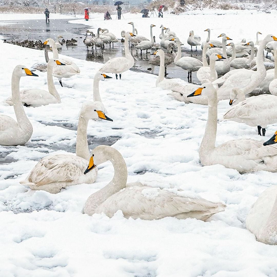 Congelado: así se encuentra el auténtico lago de los cisnes