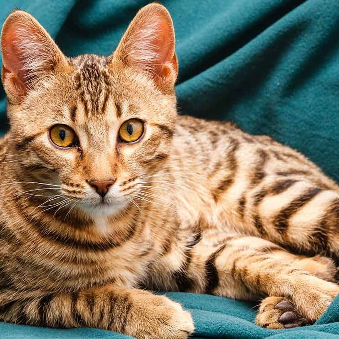 Gato bengalí, el 'leopardo' doméstico