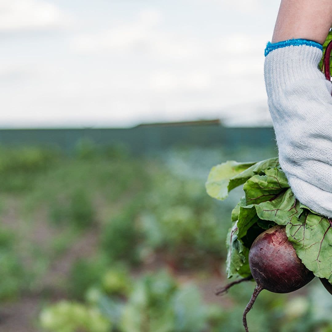 'De la granja a la mesa': la nueva estrategia de alimentación sostenible