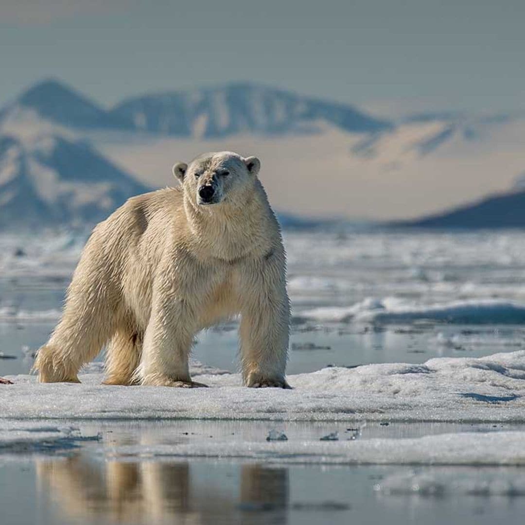 Así afecta la crisis climática a los animales