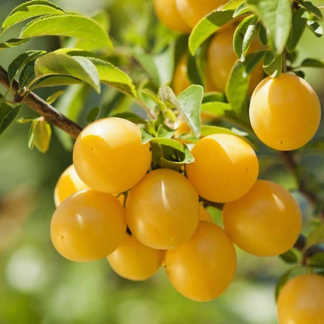 ciruelas mirabelles