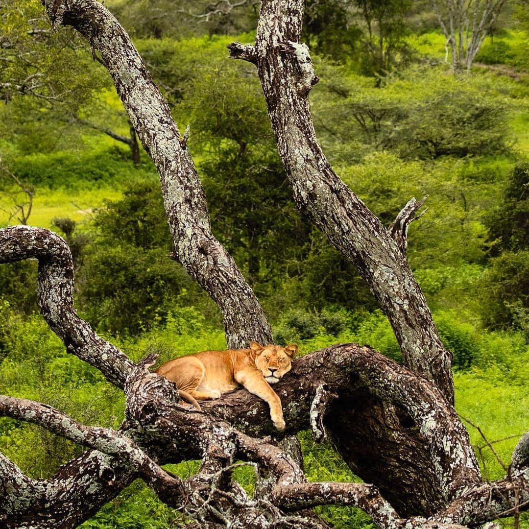 Tanzania: Safari entre volcanes y baobas