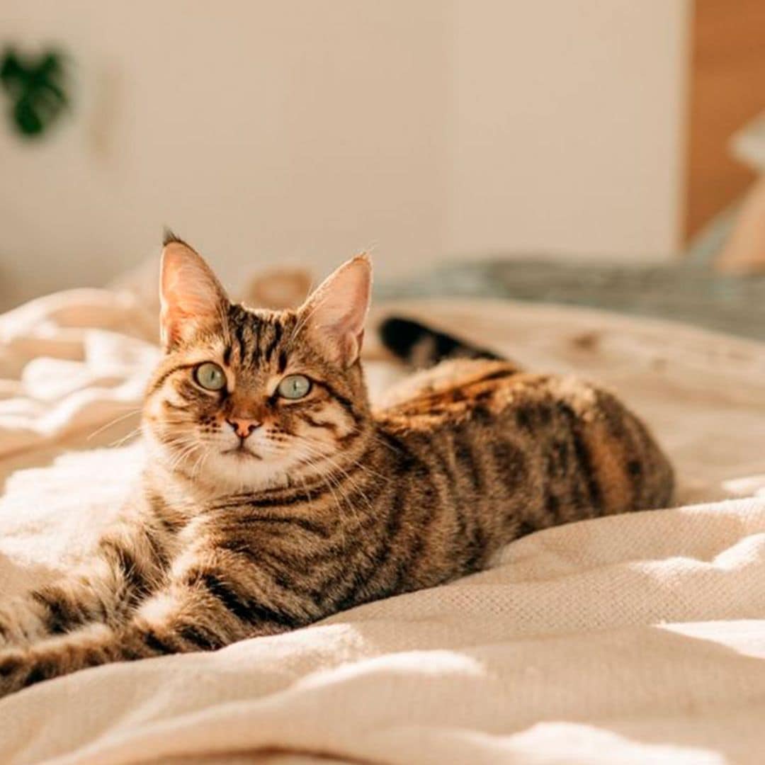 Encuentra aquí las camas para gatos más cómodas y bonitas