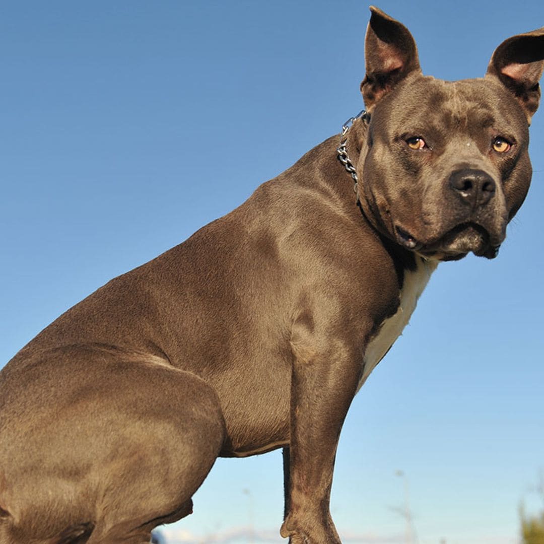 El pitbull, una raza estigmatizada pero de gran potencial como animal de compañía