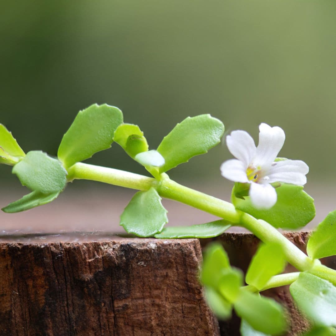 Bacopa, una planta medicinal que mejora tu memoria