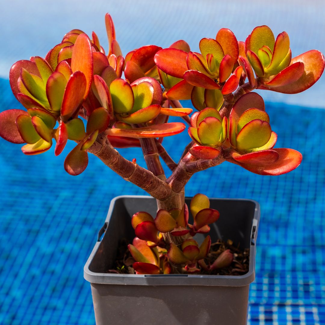 Árbol de jade: qué cuidados necesita y dónde colocarlo para atraer riqueza y buena suerte