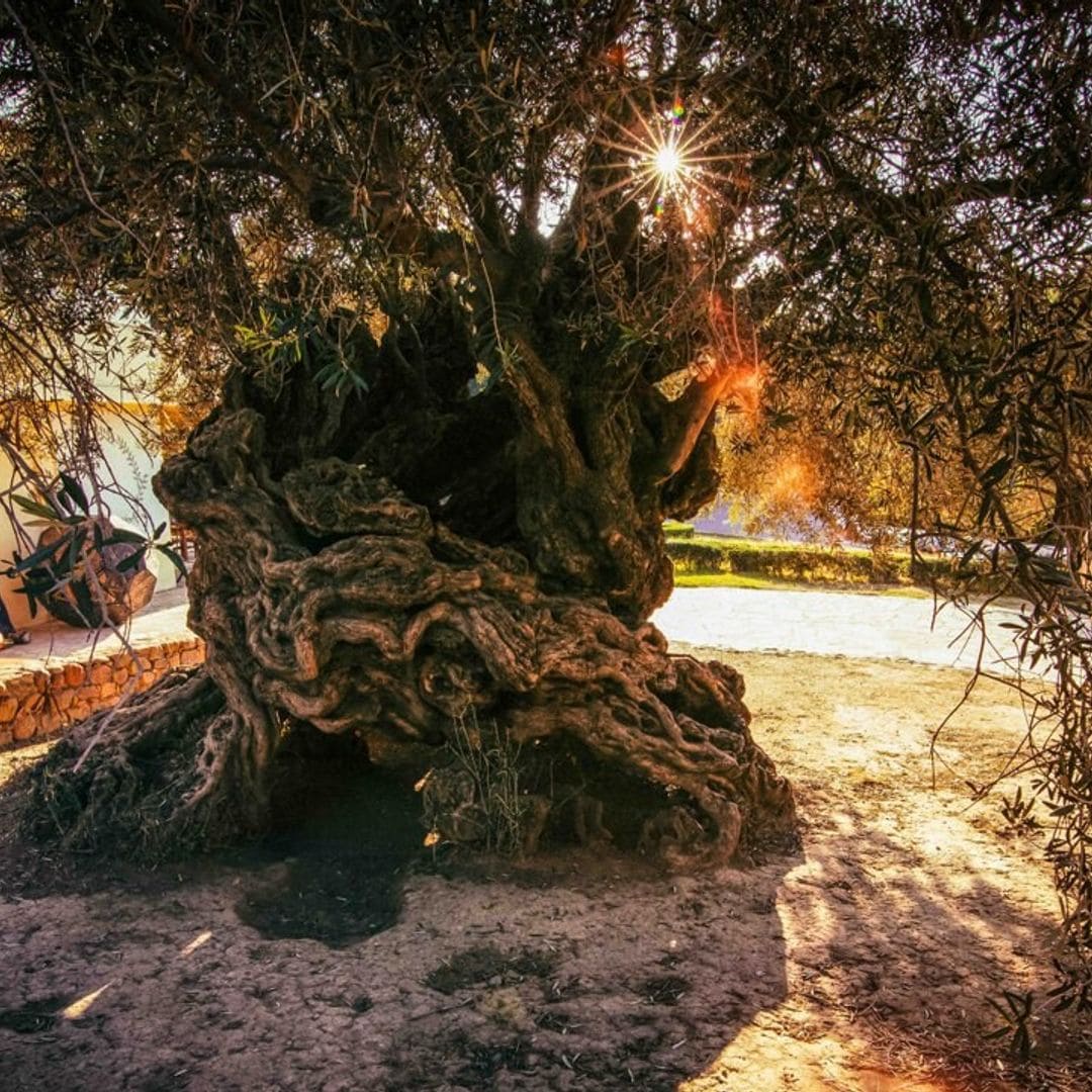 Desde el más antiguo del planeta al más grande, así son los árboles más singulares del mundo