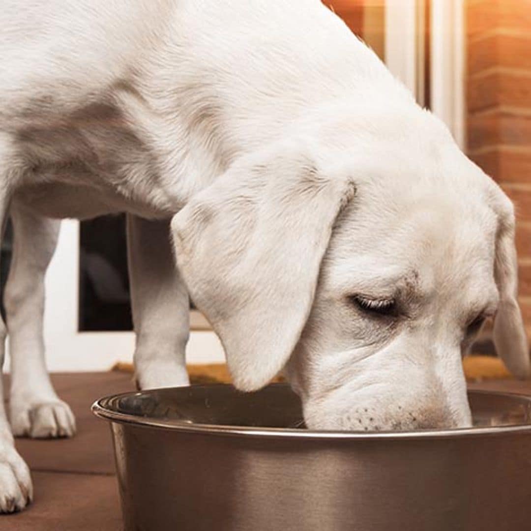 Cómo puedes combatir la obesidad canina