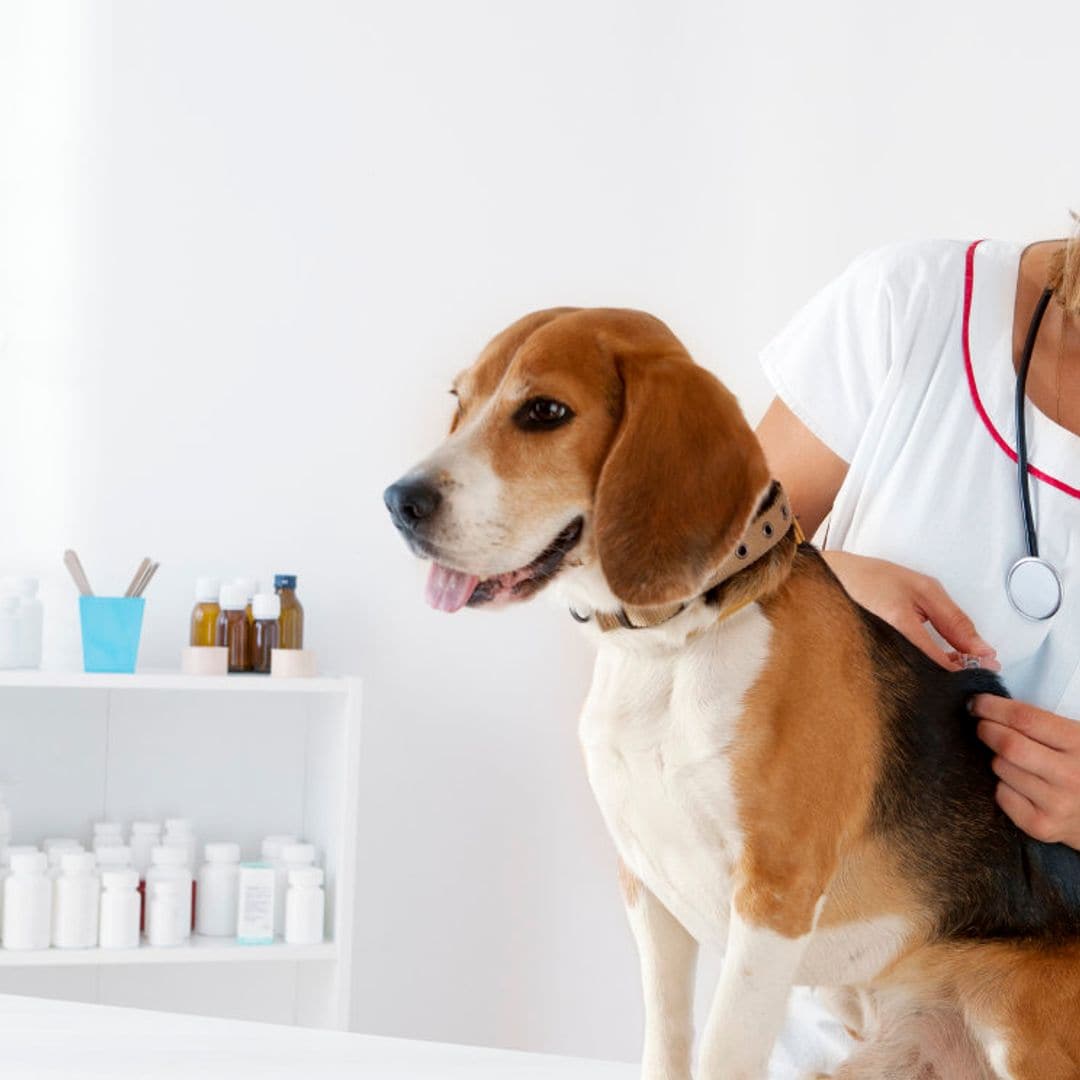 Todo lo que debes saber sobre la vacunación de tu perro si eres principiante